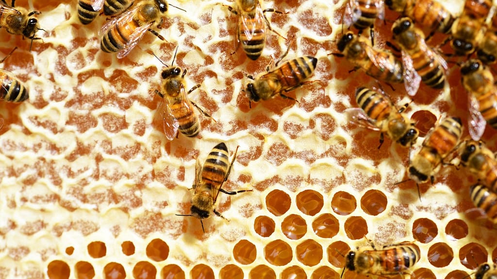 honey