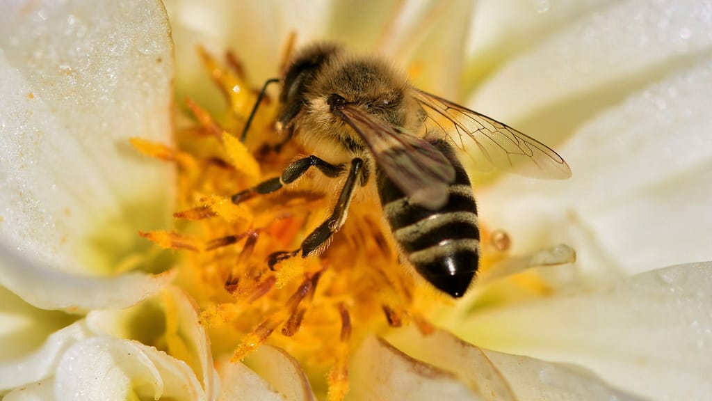 honey