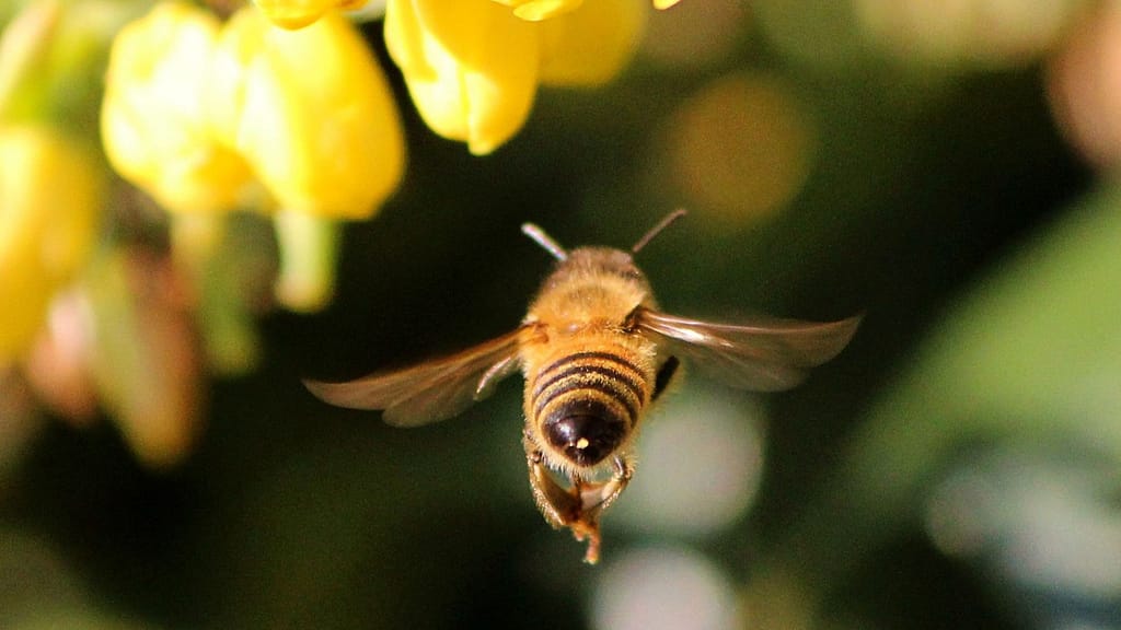 honey
