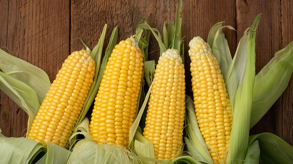 Corn